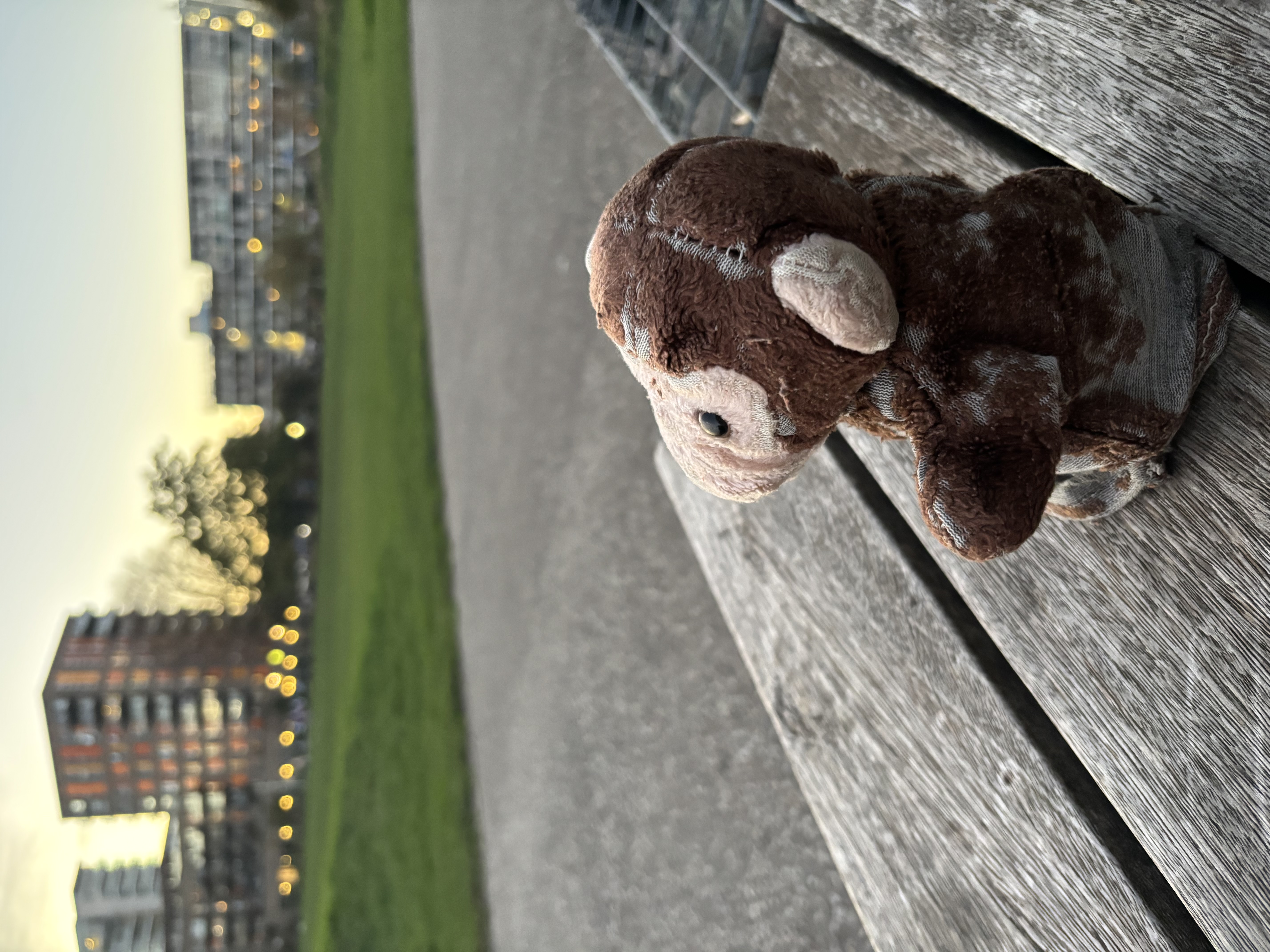 Softy enjoying the park