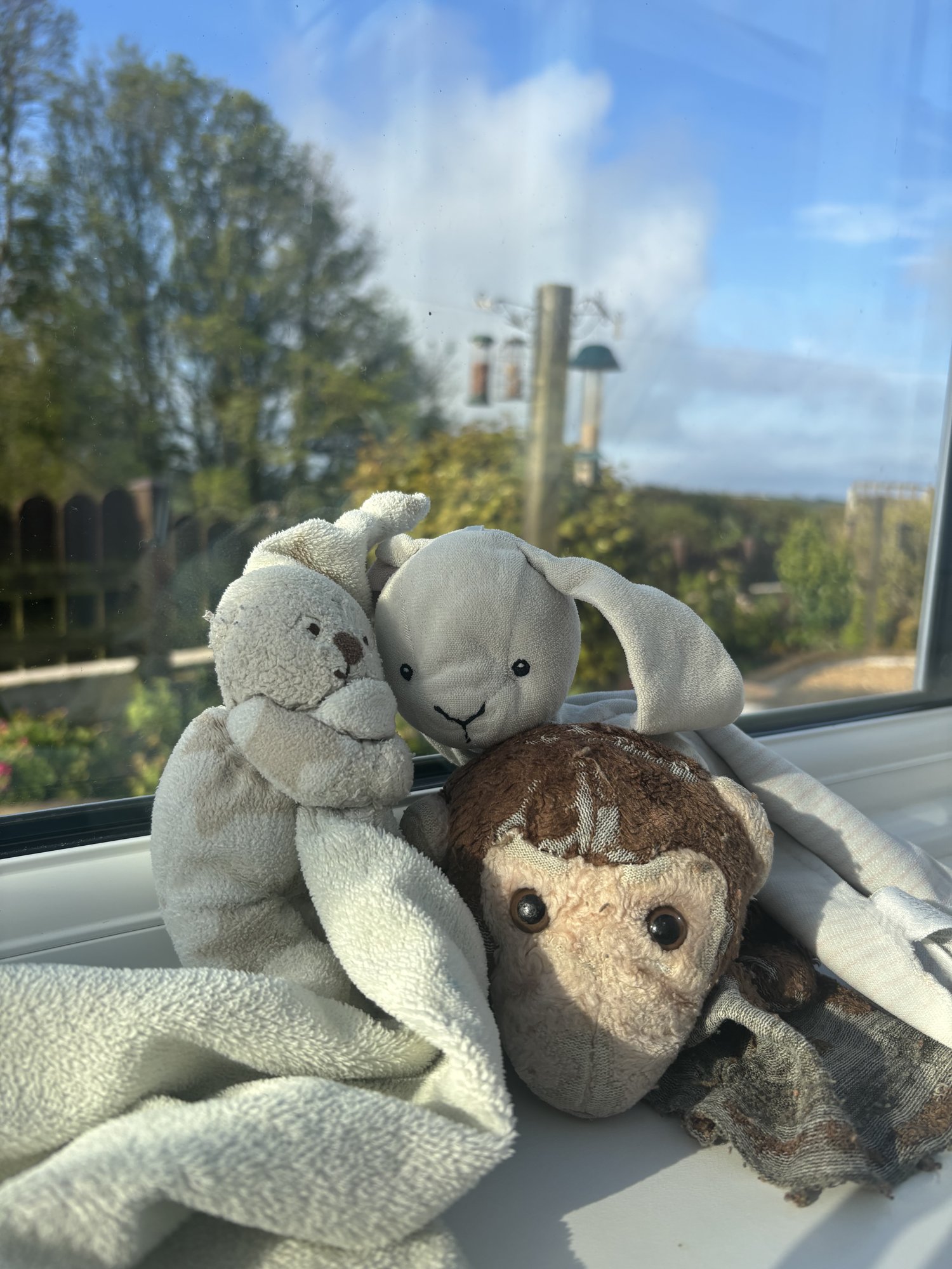 Softy on the windowsill with Bear and Bunny, looking out at the garden